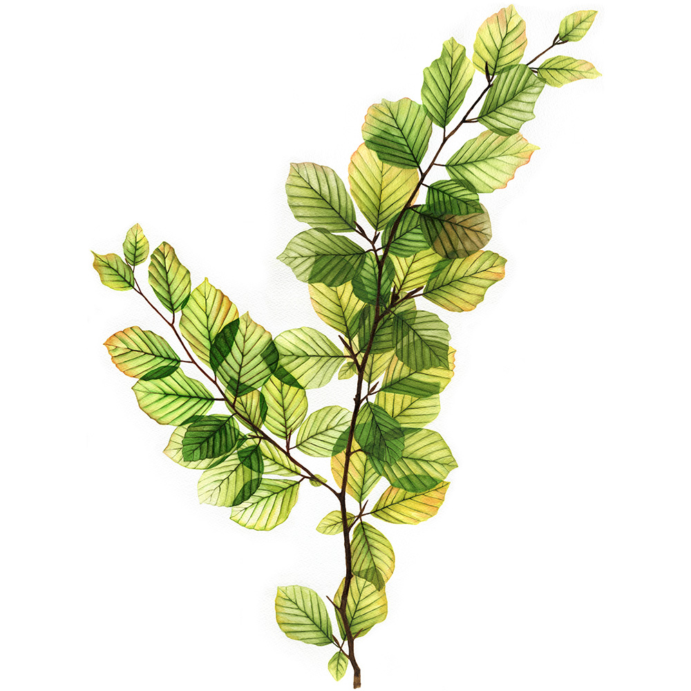 oona culley art artist artwork john radcliffe hospital oxford watercolour beech tree leaves light through leaves click to view more