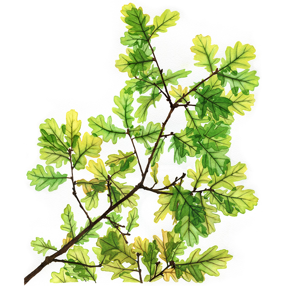 oona-culley-jred-oak02