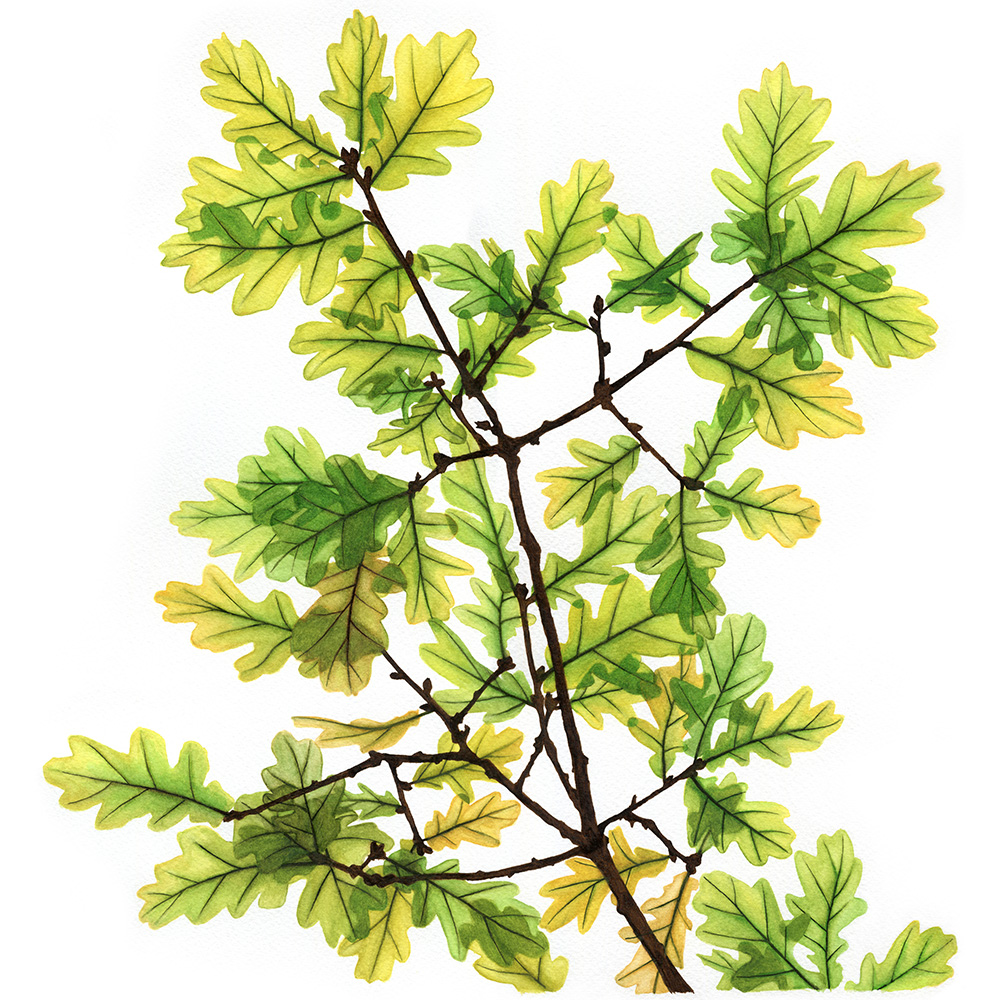 oona-culley-jred-oak03