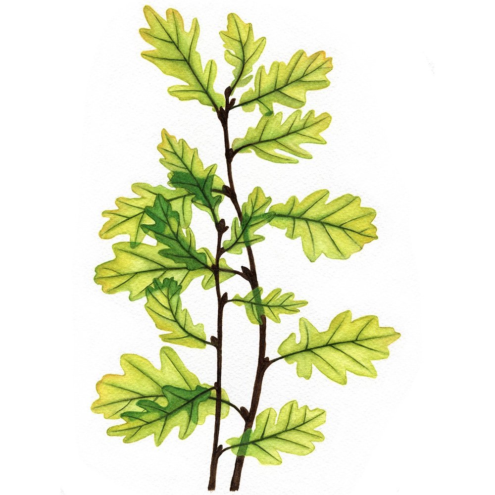 oona-culley-jred-oak4
