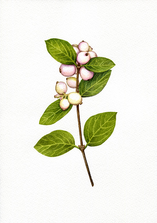 oona-culley-snowberry.1