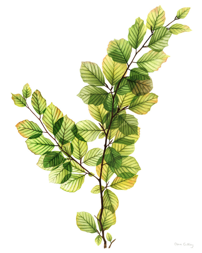 Read more about the article Light Through The Trees 2020