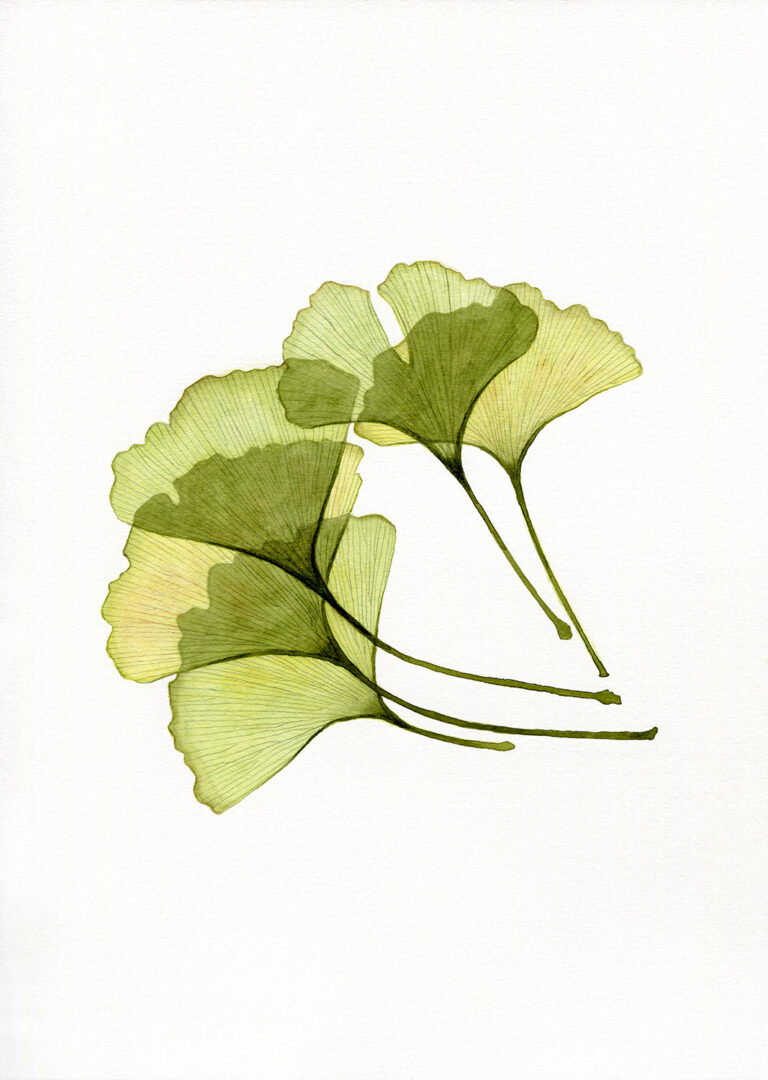 Read more about the article Botanical Paintings 2019-22
