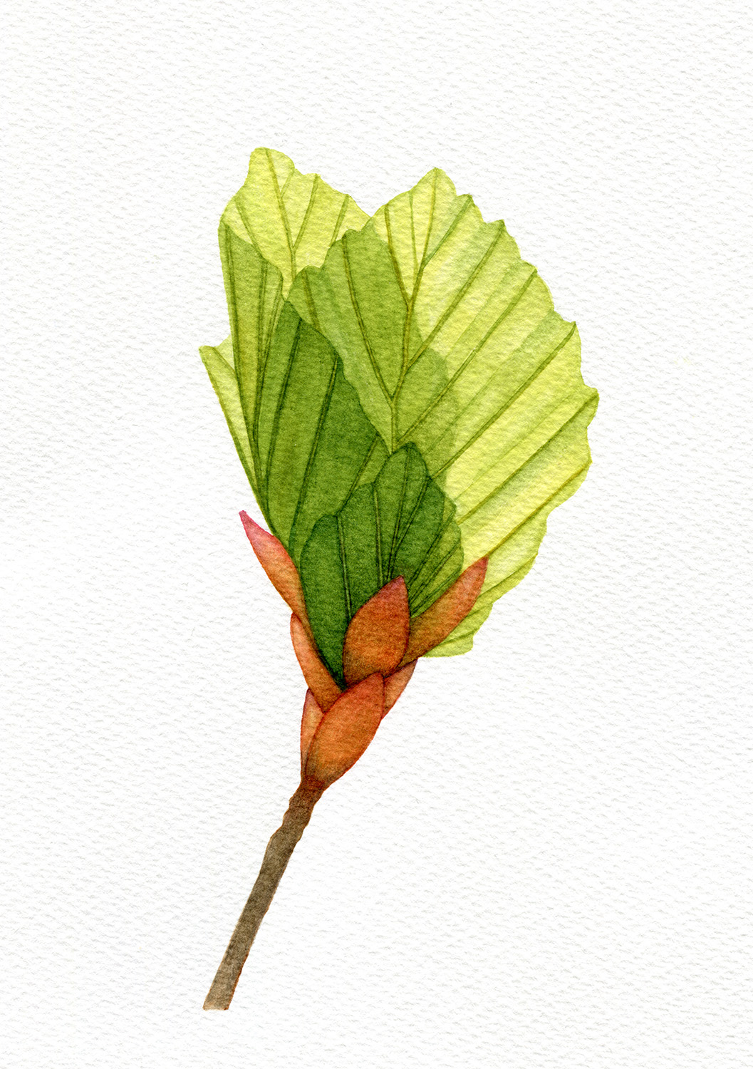 oona-culley-beech-tree-bud-opening-A5