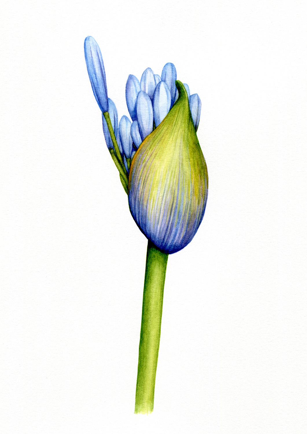 oona-culley-agapanthus-bud-A5
