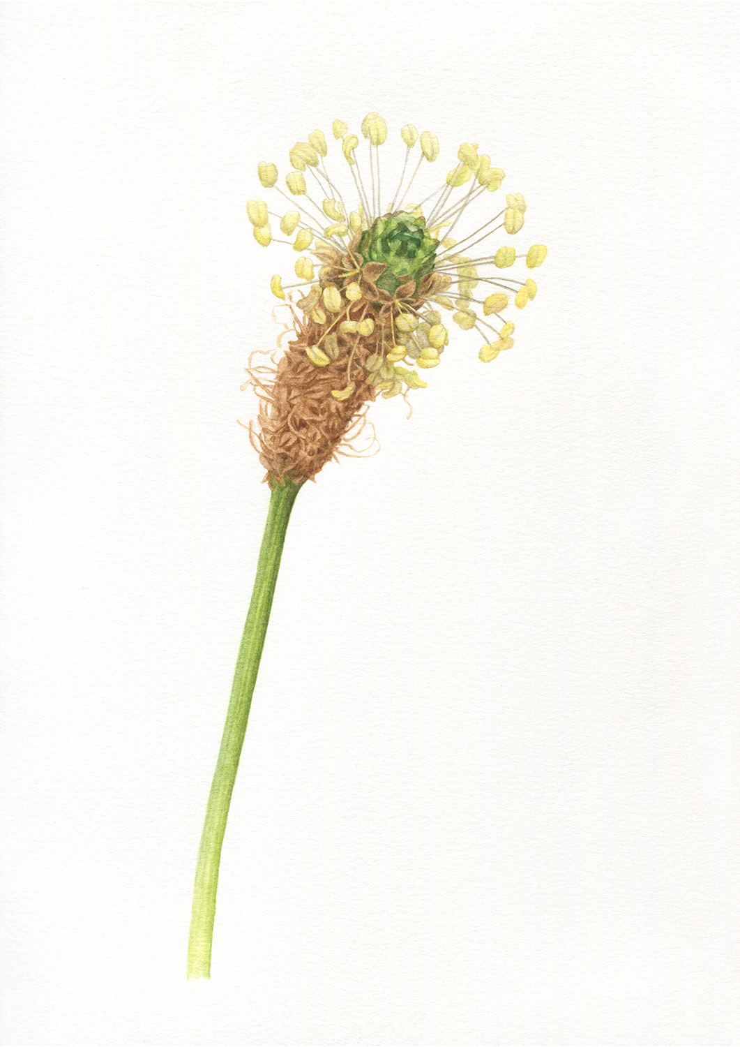 Oona Culley Plantago lanceolata