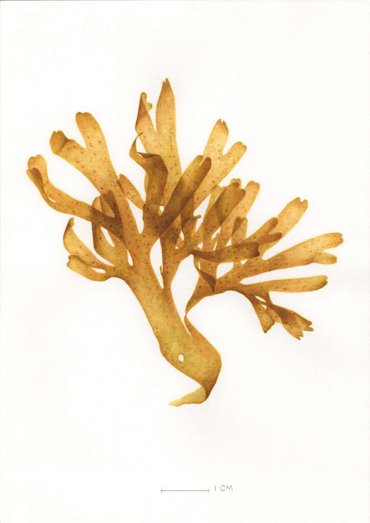 Oona Culley Seaweed 11