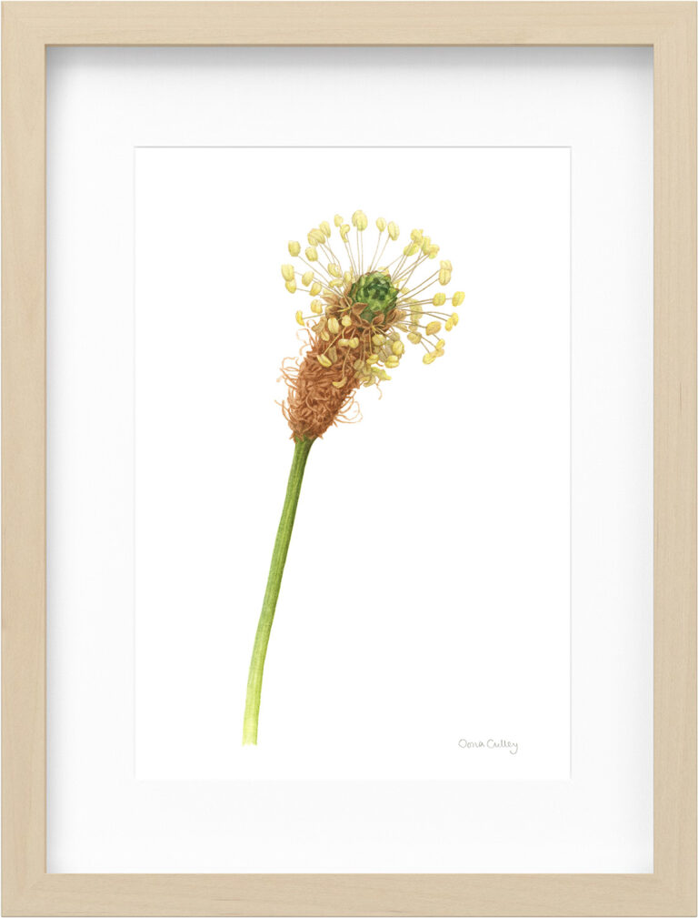 Oona Culley Ribwort Plantain Framed