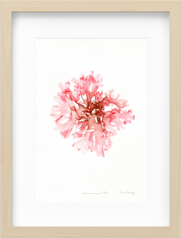 Oona Culley Seaweed 5 Framed
