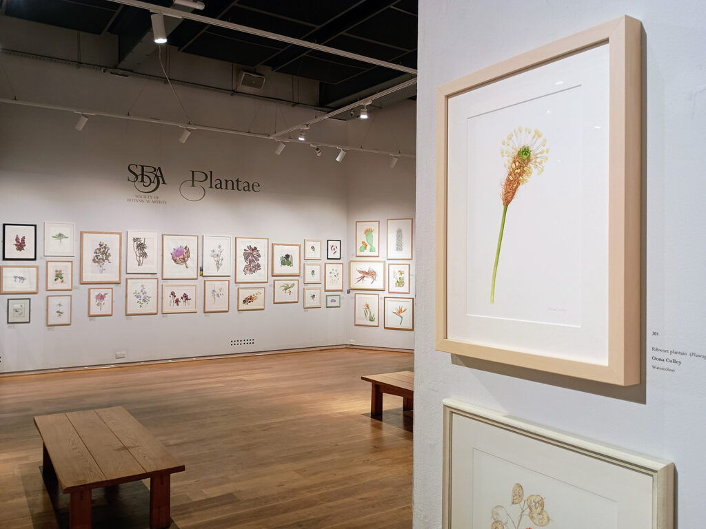 Oona Culley Plantae 2025