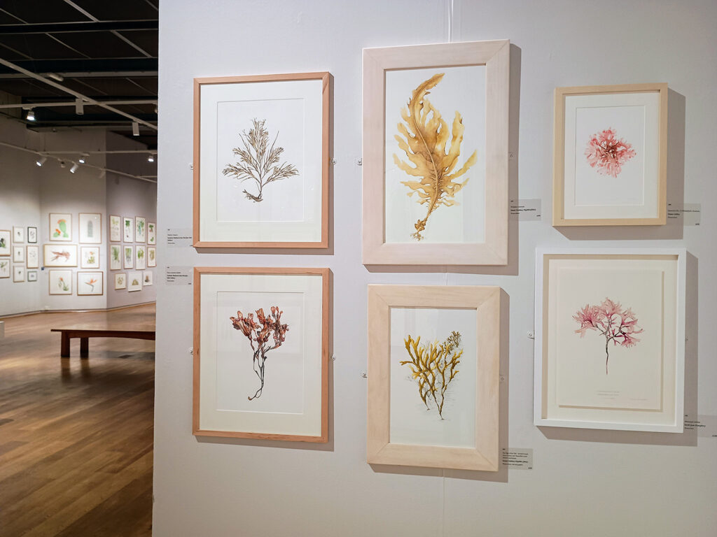 Oona Culley Plantae 2025