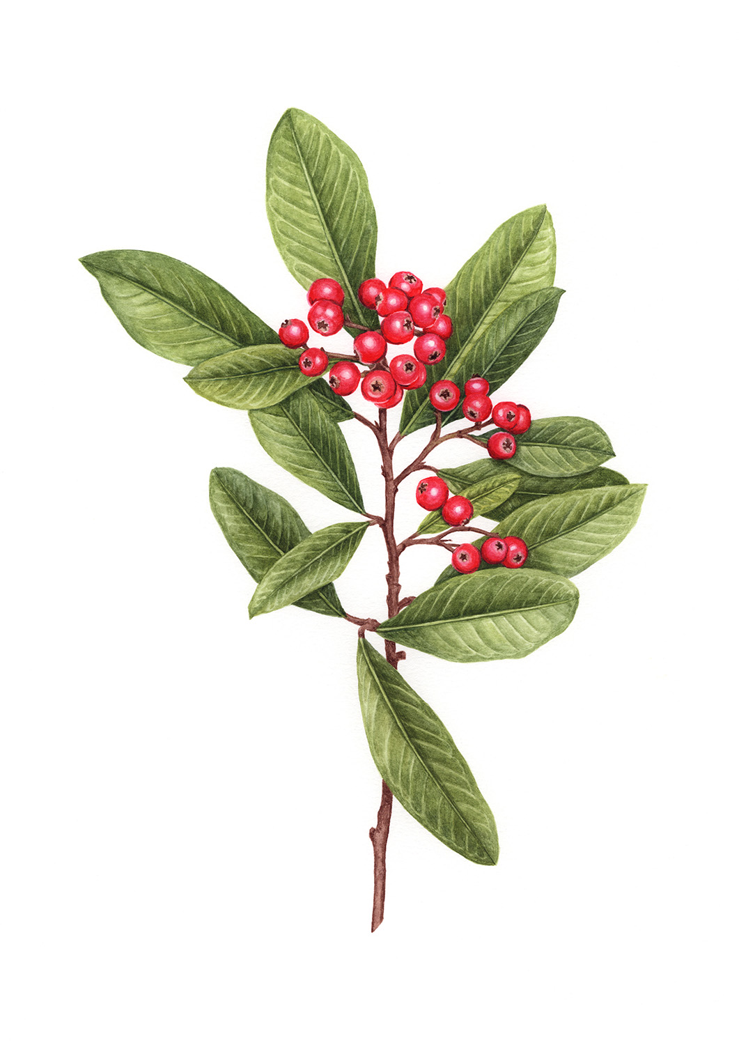 Oona Culley Cotoneaster