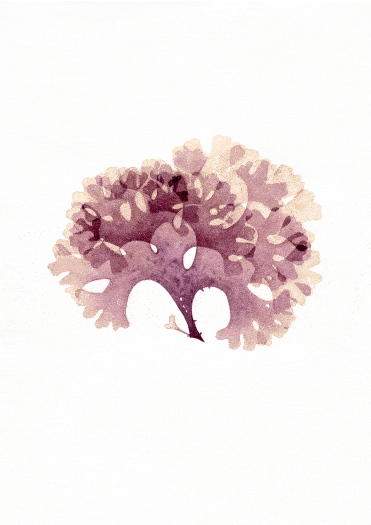 Read more about the article Seaweed Paintings 2023-25