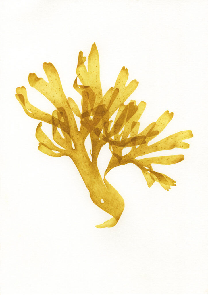 oona-culley-seaweed11b