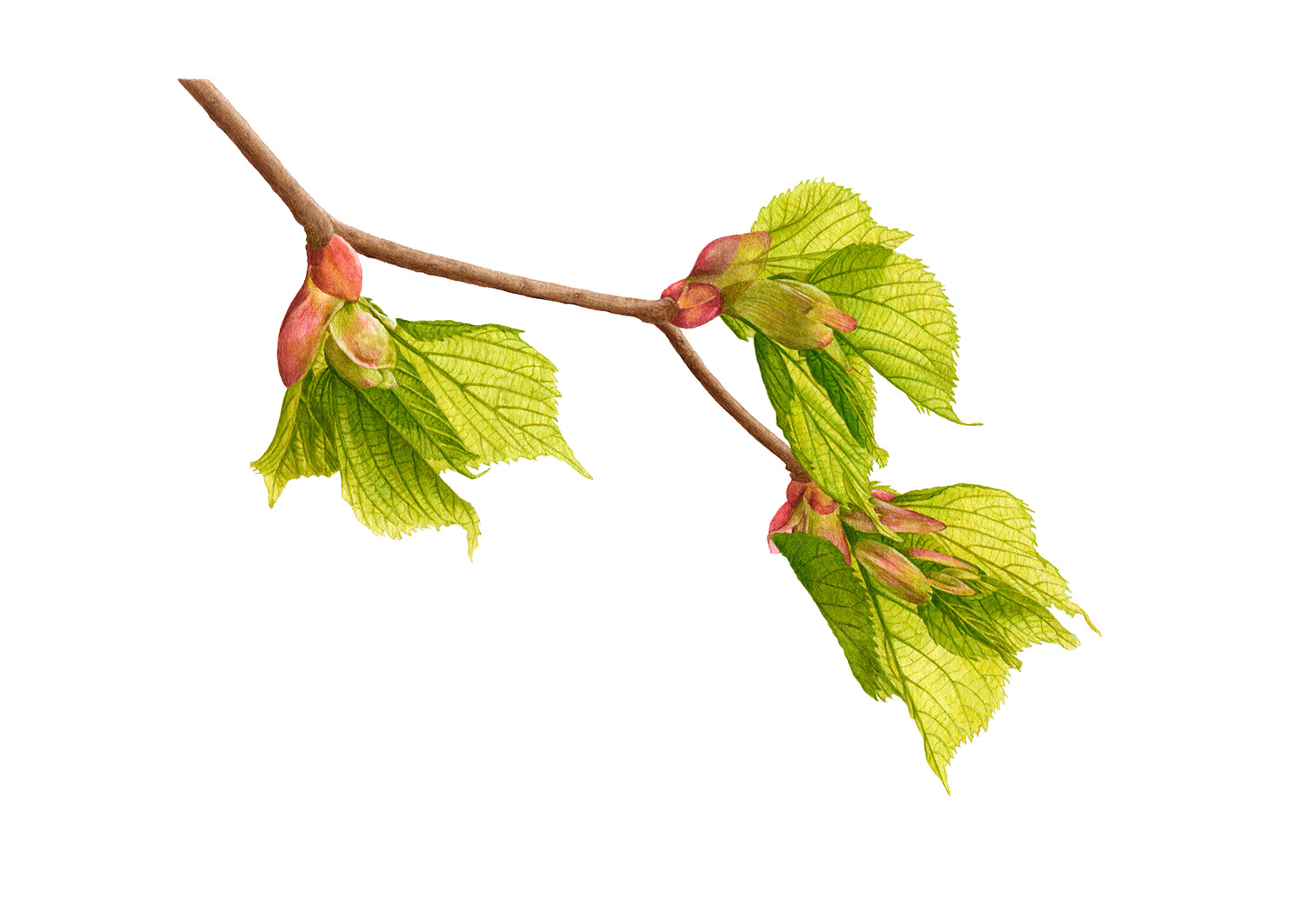 oona culley botanical leaf buds art painting common lime tree