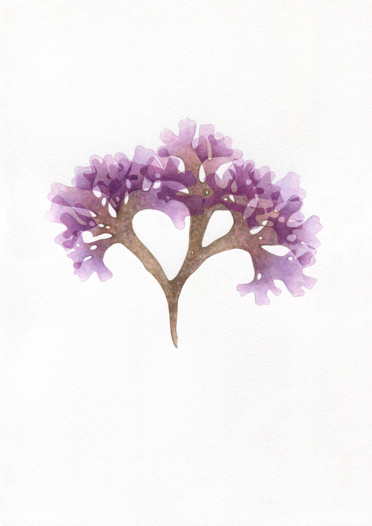irish moss in purple and brown chondrus crispus oona culley seaweed botanical watercolour ethereal transparent translucent