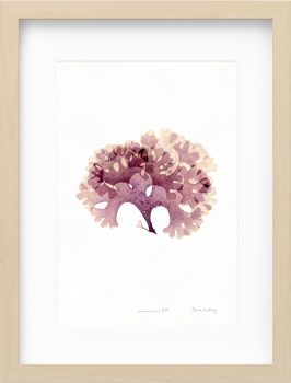 Oona Culley Seaweed 1 framed